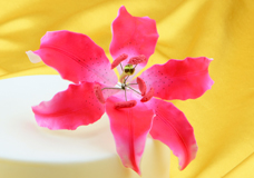 Blumen und Blätter für elegante Tortendekorationen