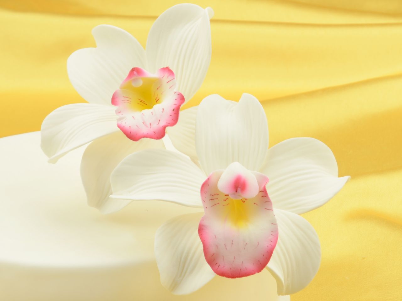 feinzucker blueten cymbidium orchid 2er